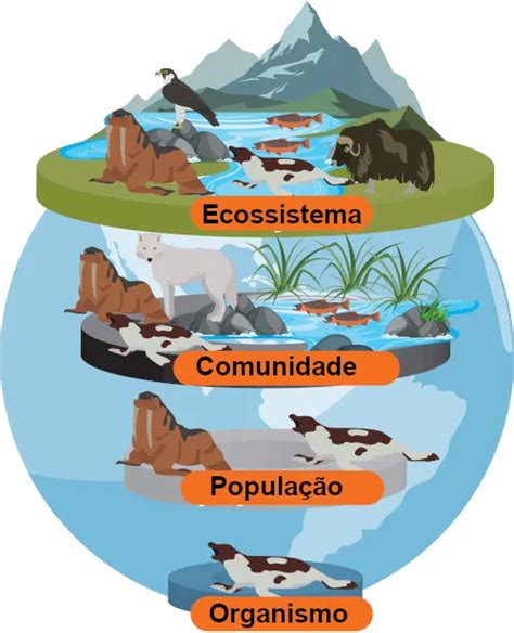 Tipo De Ecossistemas