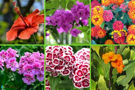 tipo de flores
