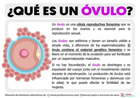 Tipo De Ovulo