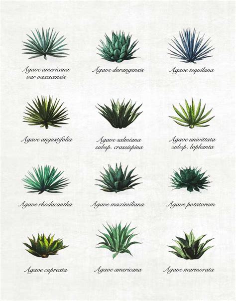 Tipos De Agave
