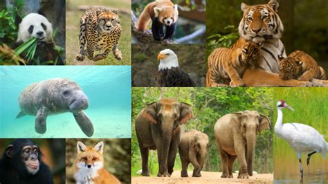 Tipos De Animales