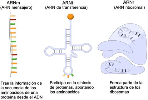 Tipos De Arn