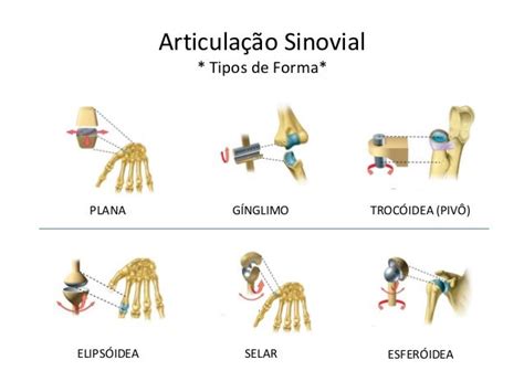 Tipos De Articulação