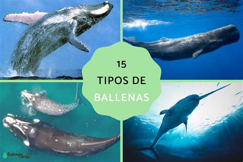 Tipos De Ballenas