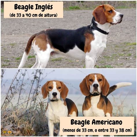 Tipos De Beagle