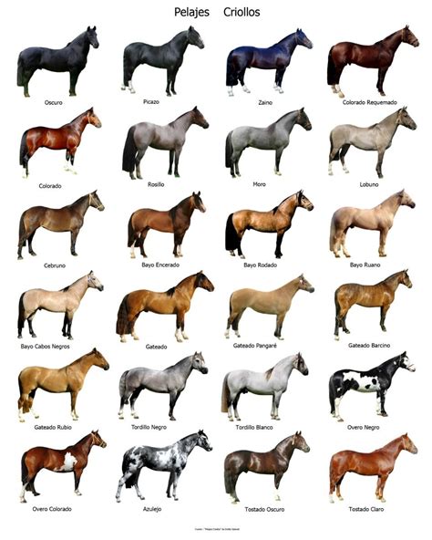 Tipos De Caballos