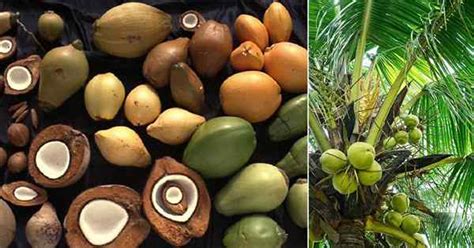 Tipos De Coco