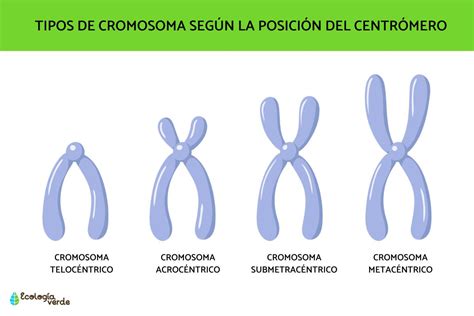 Tipos De Cromosomas