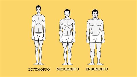 Tipos De Cuerpos