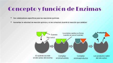 Tipos De Enzimas