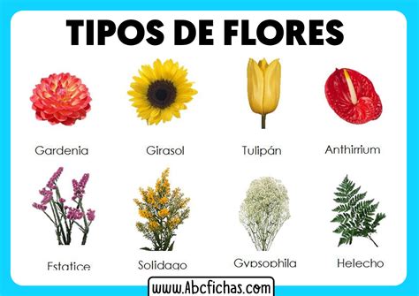 Tipos De Flor