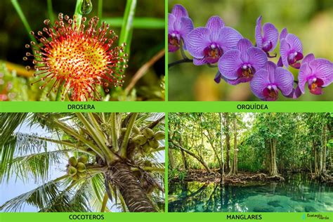 Tipos De Flora
