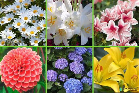 tipos de flores