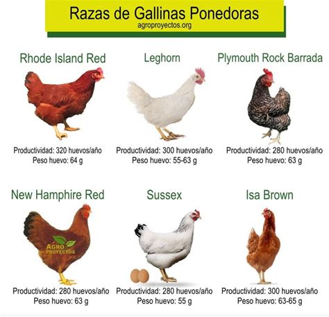 Tipos De Gallinas