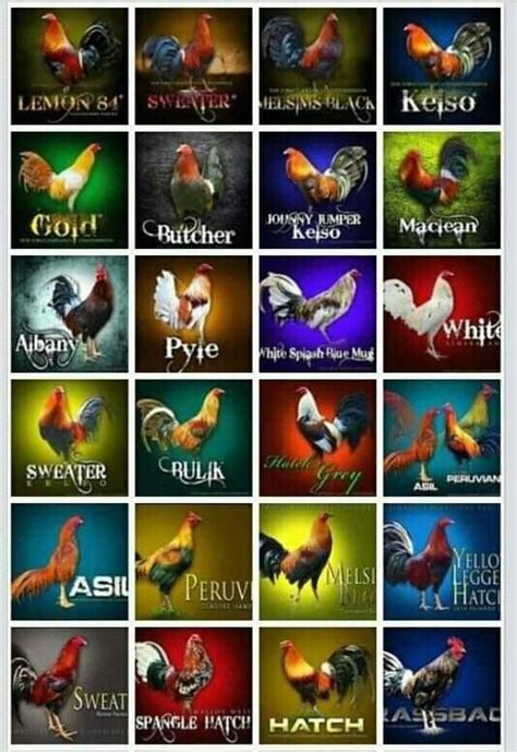 Tipos De Gallos