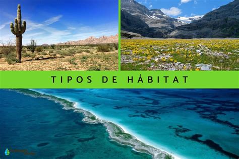 Tipos De Habitat