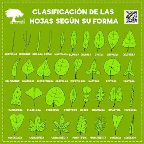 Tipos De Hojas