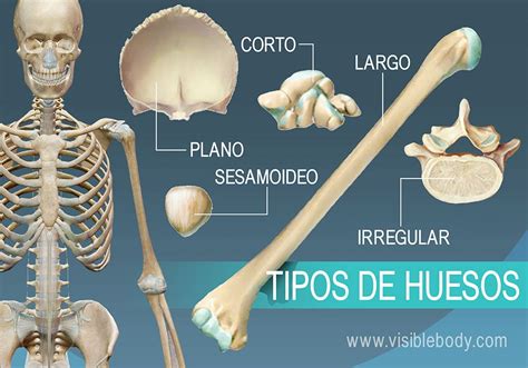 Tipos De Huesos