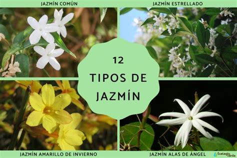 Tipos De Jazmin