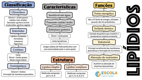 Tipos De Lipidios