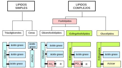 Tipos De Lipidos