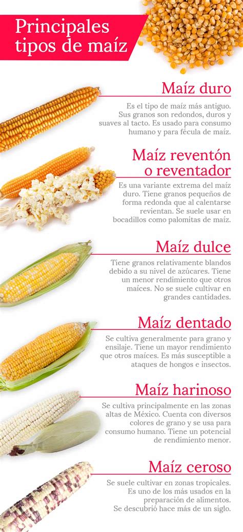 Tipos De Maiz