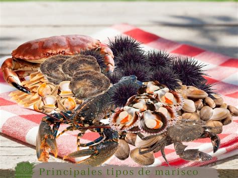 Tipos De Mariscos