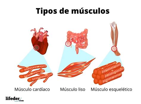 Tipos De Musculos