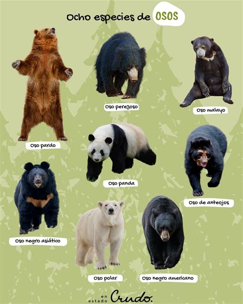 Tipos De Osos
