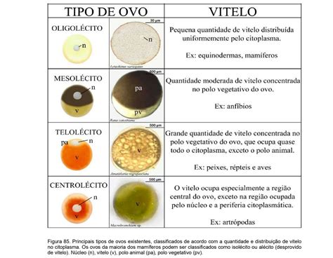 Tipos De Ovos