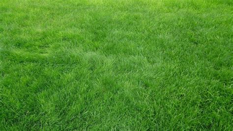 Tipos De Pasto