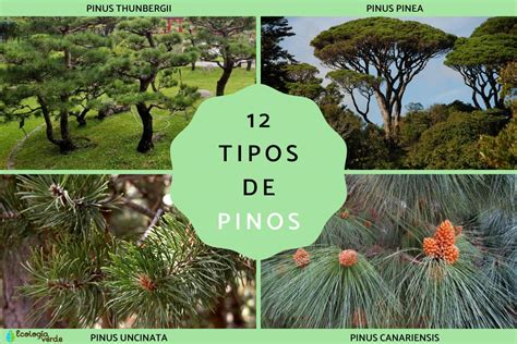 Tipos De Pinos