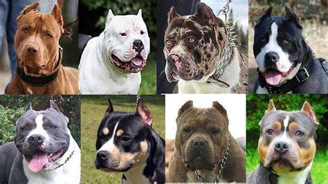 Tipos De Pitbull