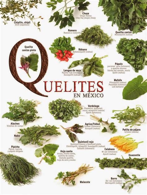 Tipos De Quelites