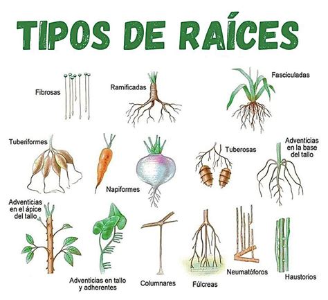 Tipos De Raices