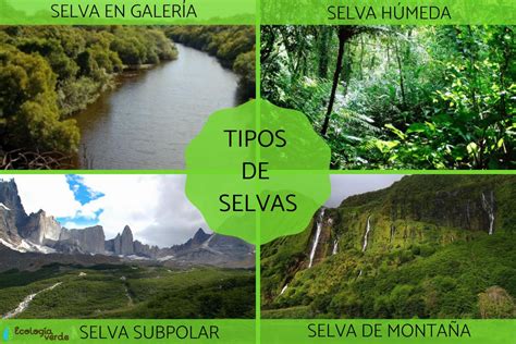 Tipos De Selva