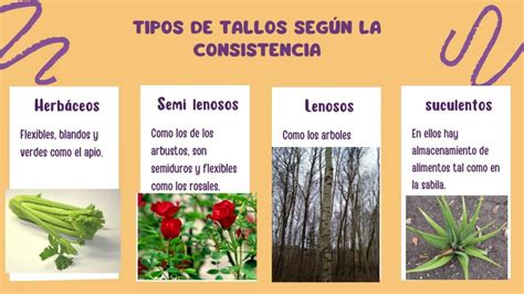 Tipos De Tallos