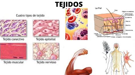 Tipos De Tejidos