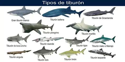 Tipos De Tiburone