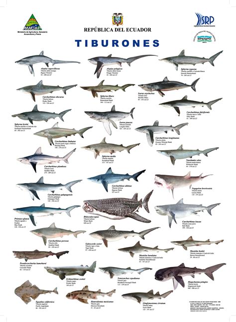 Tipos De Tiburones