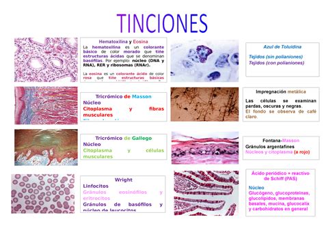 Tipos De Tinciones
