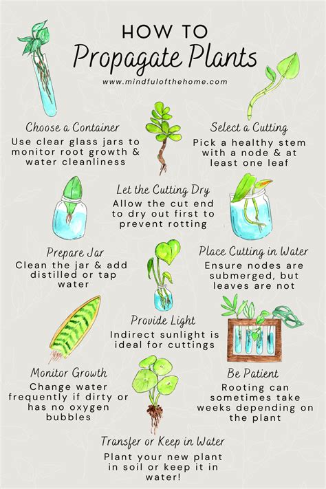 Tips For Plant Propagation Using Tip Cuttings