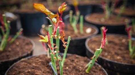 tips for starting a rose garden
