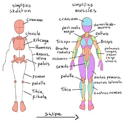 Tips On Studying Anatomy