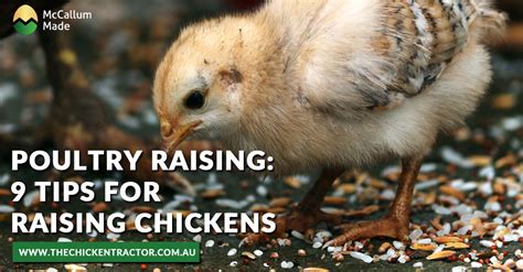 Read Online Tips On Poultry Raising 