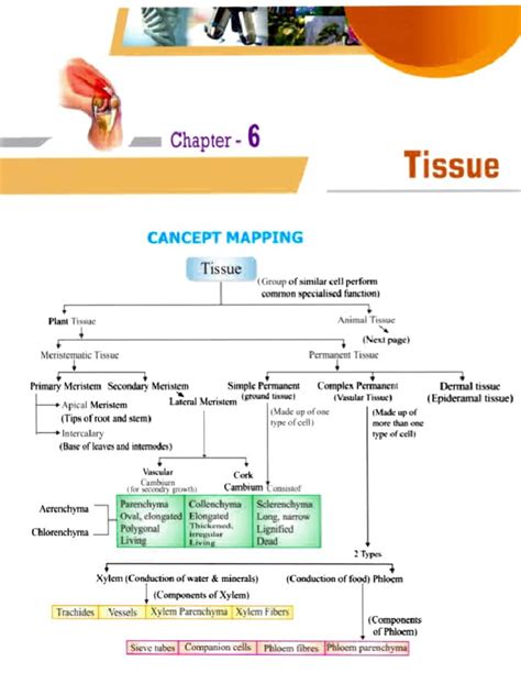 Tissue Chapter Class 9 Notes Pdf