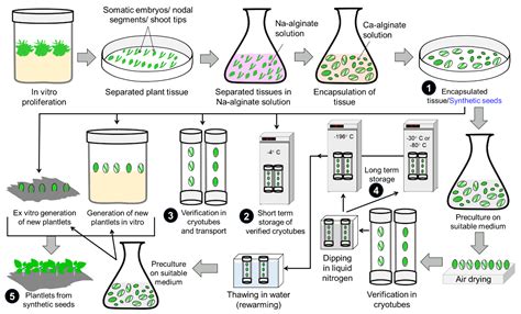 Tissue Culture Techniques