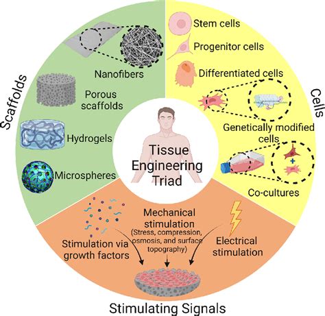 tissue engineering principles and applications in engineering
