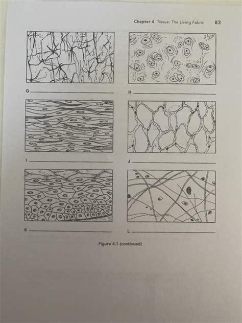 tissue the living fabric answer key