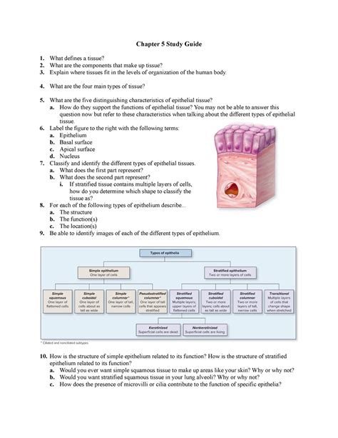 Read Tissue Study Guide For Anatomy 